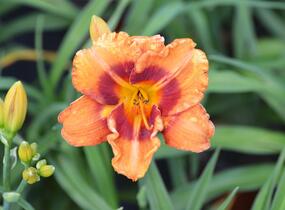 Denivka 'Tigger' - Hemerocallis 'Tigger'