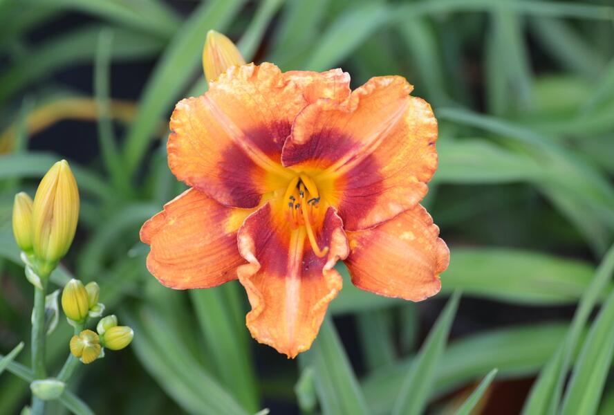 Denivka 'Tigger' - Hemerocallis 'Tigger'