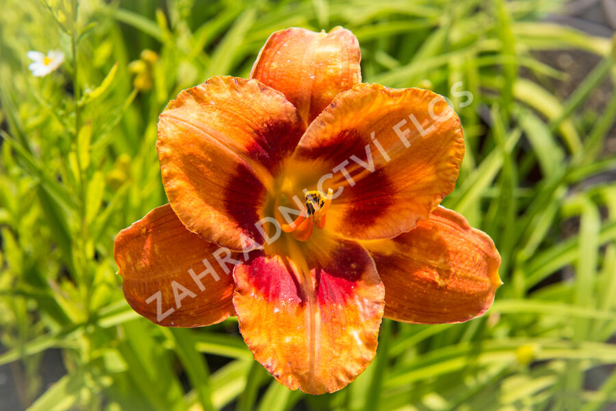 Denivka 'Tigger' - Hemerocallis 'Tigger'
