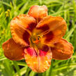 Denivka 'Tigger' - Hemerocallis 'Tigger'