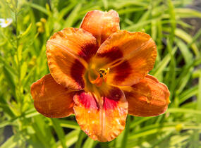 Denivka 'Tigger' - Hemerocallis 'Tigger'