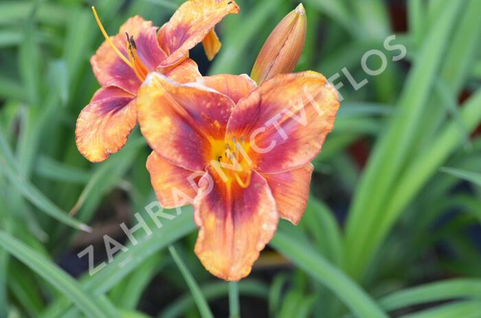 Denivka 'Frank Smith' - Hemerocallis 'Frank Smith'