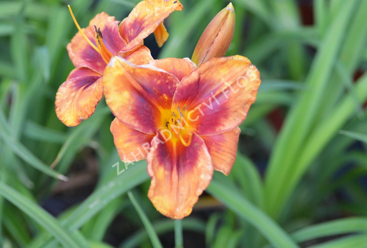 Denivka 'Frank Smith' - Hemerocallis 'Frank Smith'