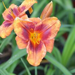 Denivka 'Frank Smith' - Hemerocallis 'Frank Smith'