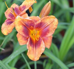 Denivka 'Frank Smith' - Hemerocallis 'Frank Smith'