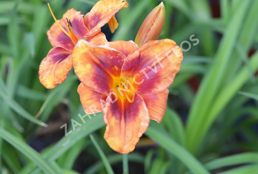 Denivka 'Frank Smith' - Hemerocallis 'Frank Smith'