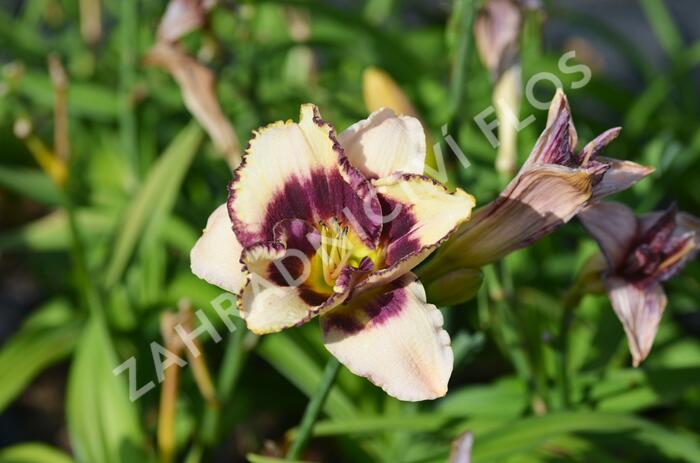 Denivka 'Border Music' - Hemerocallis 'Border Music'