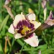 Denivka 'Border Music' - Hemerocallis 'Border Music'