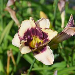 Denivka 'Border Music' - Hemerocallis 'Border Music'