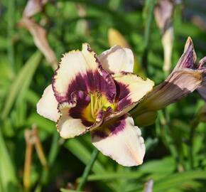 Denivka 'Border Music' - Hemerocallis 'Border Music'