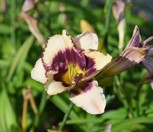 Denivka 'Border Music' - Hemerocallis 'Border Music'