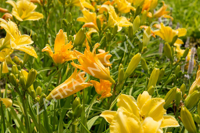 Denivka 'Molokai' - Hemerocallis 'Molokai'