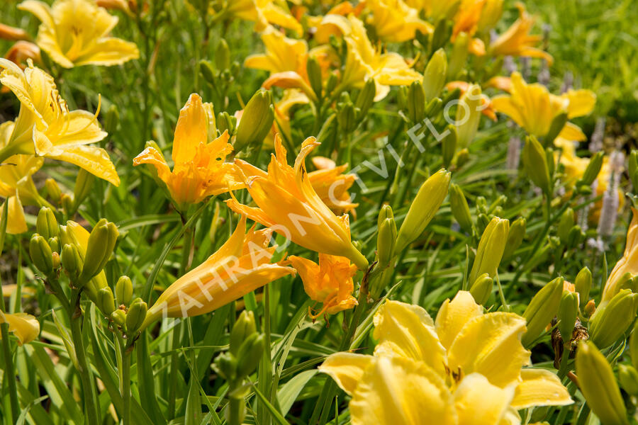 Denivka 'Molokai' - Hemerocallis 'Molokai'