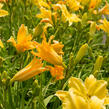 Denivka 'Molokai' - Hemerocallis 'Molokai'