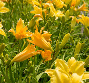 Denivka 'Molokai' - Hemerocallis 'Molokai'