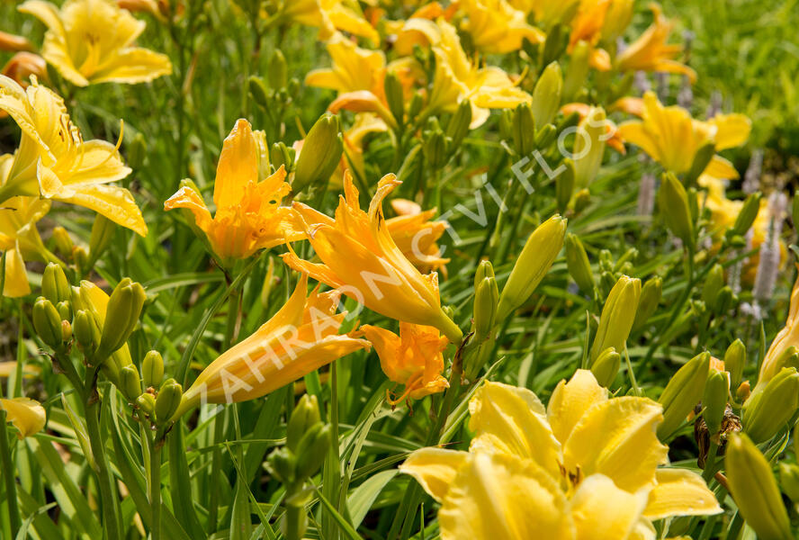 Denivka 'Molokai' - Hemerocallis 'Molokai'