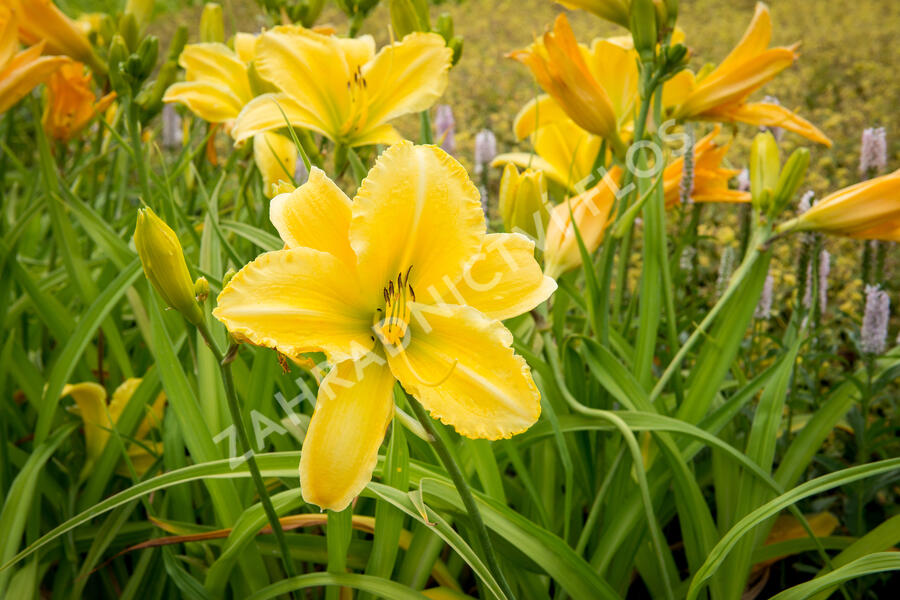 Denivka 'Molokai' - Hemerocallis 'Molokai'
