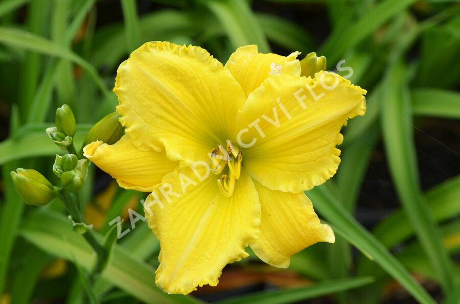 Denivka 'Molokai' - Hemerocallis 'Molokai'