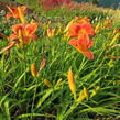 Denivka 'Holiday Delight' - Hemerocallis 'Holiday Delight'