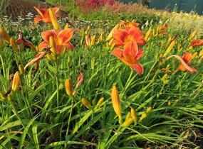 Denivka 'Holiday Delight' - Hemerocallis 'Holiday Delight'