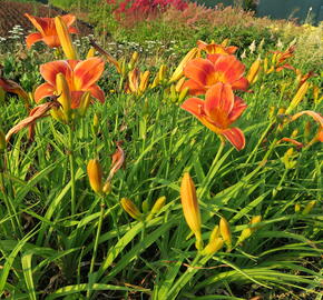 Denivka 'Holiday Delight' - Hemerocallis 'Holiday Delight'