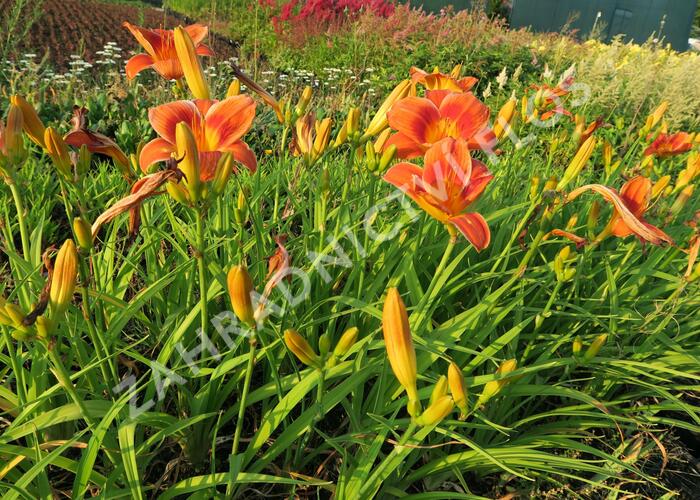 Denivka 'Holiday Delight' - Hemerocallis 'Holiday Delight'