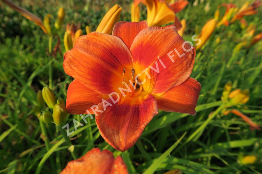 Denivka 'Holiday Delight' - Hemerocallis 'Holiday Delight'