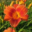 Denivka 'Holiday Delight' - Hemerocallis 'Holiday Delight'