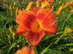Denivka 'Holiday Delight' - Hemerocallis 'Holiday Delight'