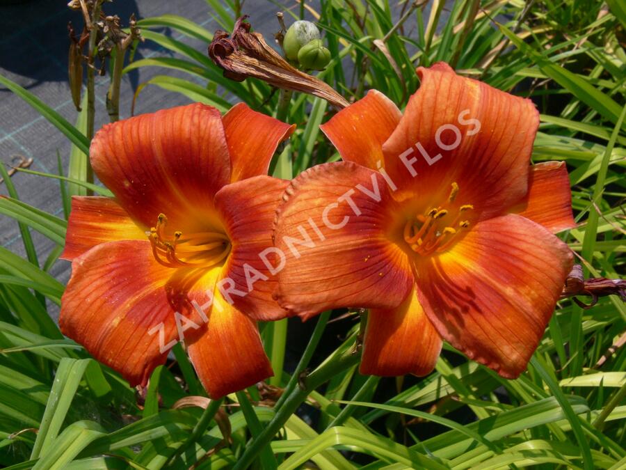 Denivka 'Holiday Delight' - Hemerocallis 'Holiday Delight'