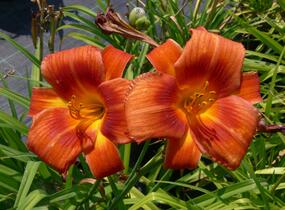 Denivka 'Holiday Delight' - Hemerocallis 'Holiday Delight'