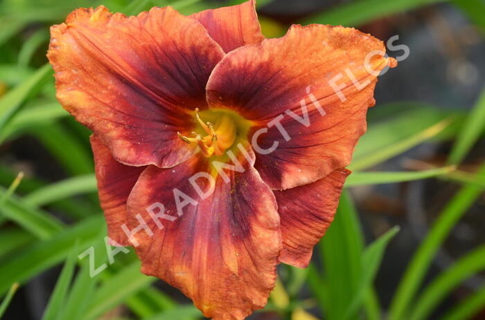 Denivka 'Holiday Delight' - Hemerocallis 'Holiday Delight'