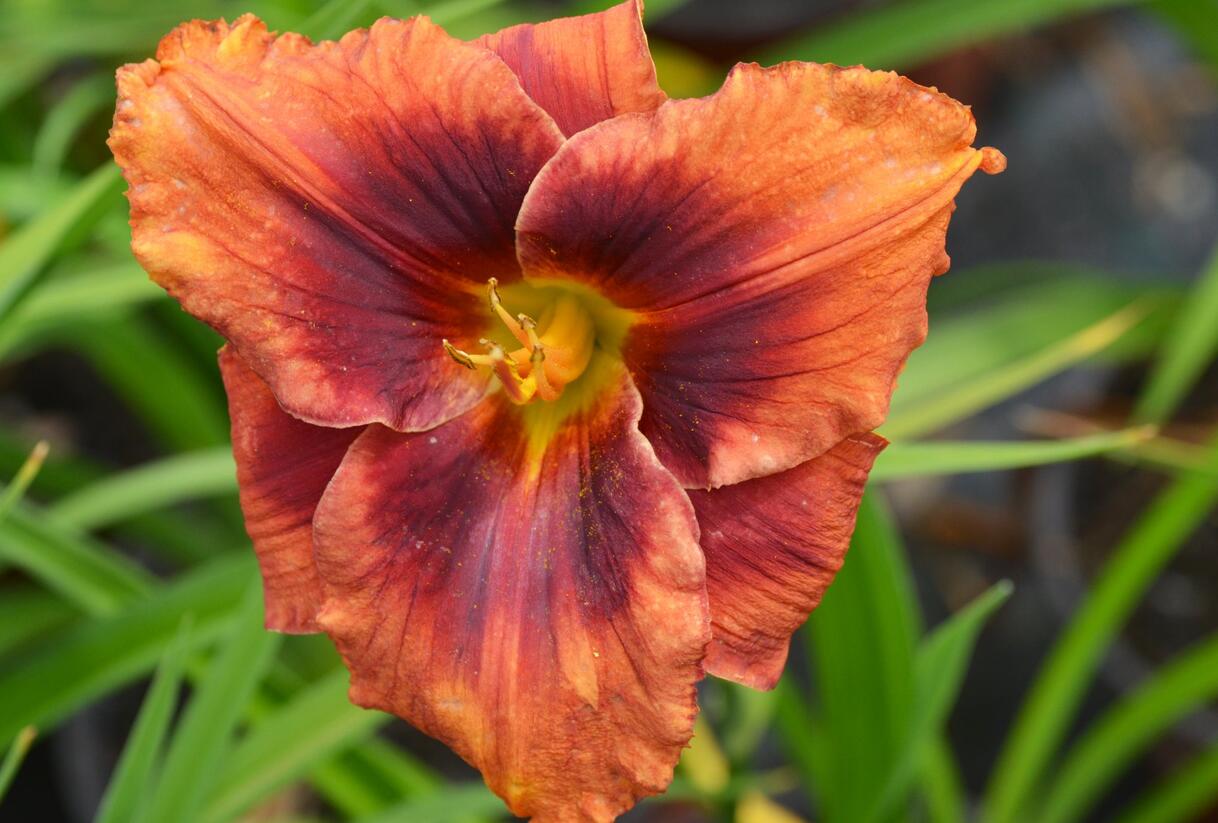 Denivka 'Holiday Delight' - Hemerocallis 'Holiday Delight'