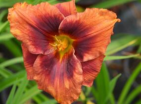 Denivka 'Holiday Delight' - Hemerocallis 'Holiday Delight'