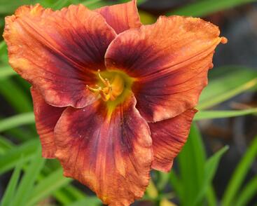 Denivka 'Holiday Delight'