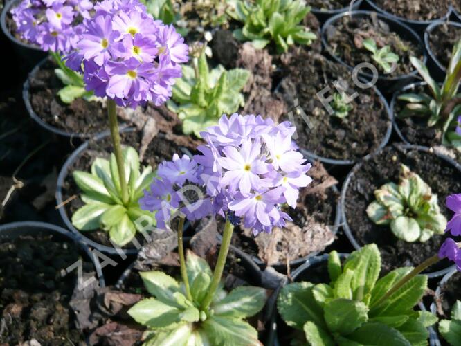 Prvosenka zoubkatá 'Lilac' - Primula denticulata 'Lilac'