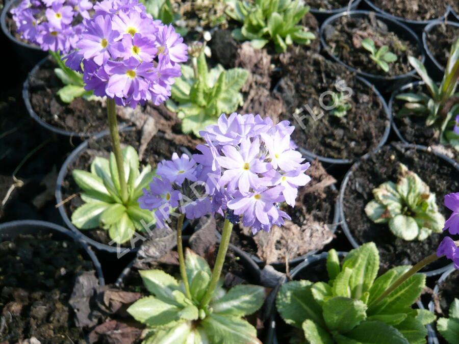 Prvosenka zoubkatá 'Lilac' - Primula denticulata 'Lilac'