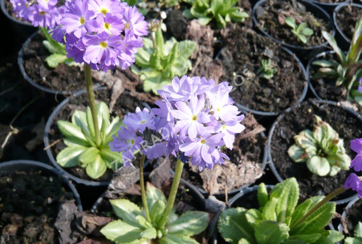 Prvosenka zoubkatá 'Lilac' - Primula denticulata 'Lilac'