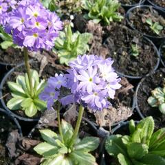 Prvosenka zoubkatá 'Lilac' - Primula denticulata 'Lilac'