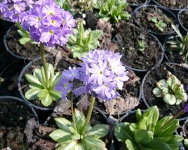 Prvosenka zoubkatá 'Lilac'