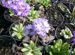 Prvosenka zoubkatá 'Lilac' - Primula denticulata 'Lilac'