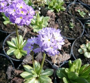 Prvosenka zoubkatá 'Lilac' - Primula denticulata 'Lilac'