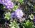Prvosenka zoubkatá 'Lilac'