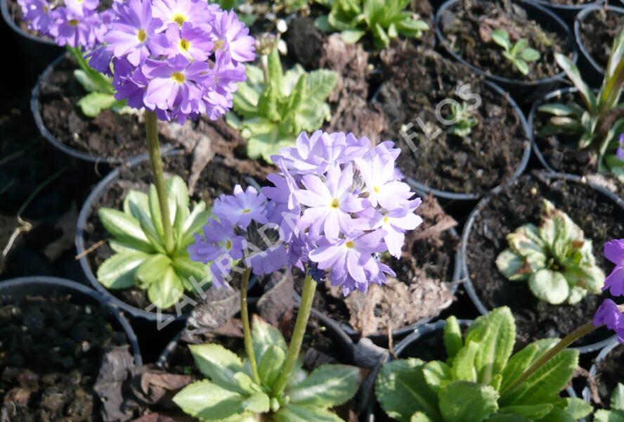 Prvosenka zoubkatá 'Lilac' - Primula denticulata 'Lilac'