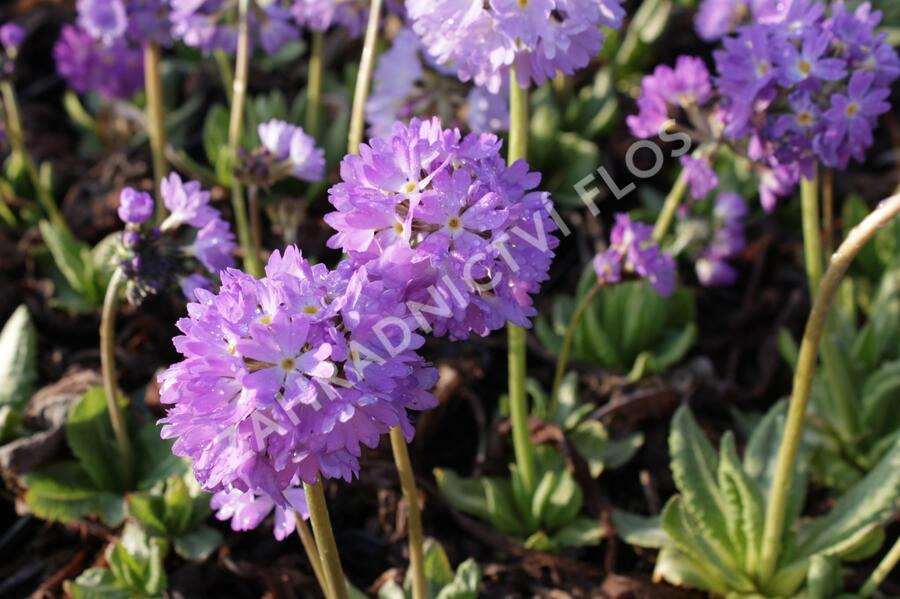 Prvosenka zoubkatá 'Lilac' - Primula denticulata 'Lilac'