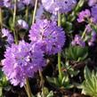 Prvosenka zoubkatá 'Lilac' - Primula denticulata 'Lilac'