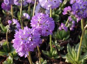Prvosenka zoubkatá 'Lilac' - Primula denticulata 'Lilac'
