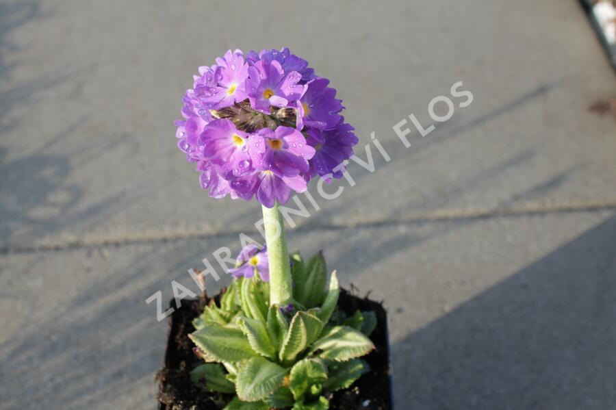 Prvosenka zoubkatá 'Lilac' - Primula denticulata 'Lilac'