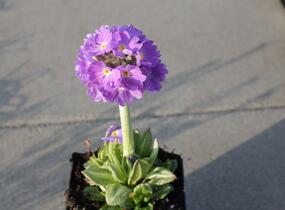 Prvosenka zoubkatá 'Lilac' - Primula denticulata 'Lilac'