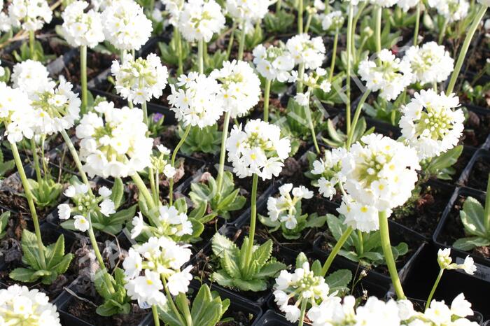 Prvosenka zoubkatá 'Alba' - Primula denticulata 'Alba'